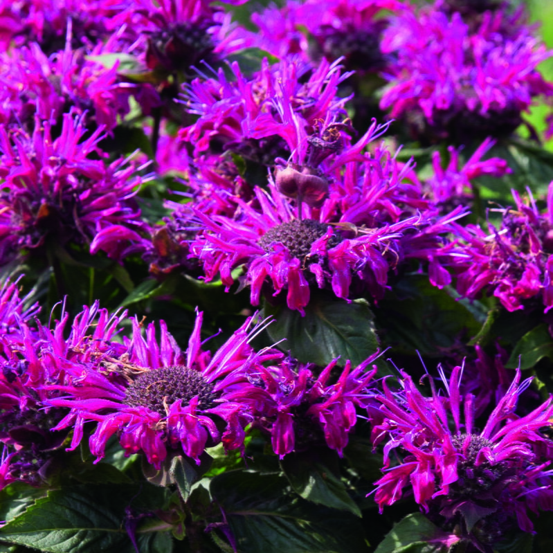 Zavinutka - Melua Burgundy