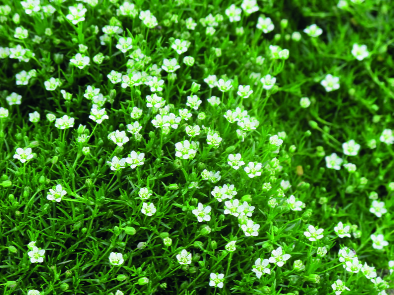 Sagina subulata - Moss Green