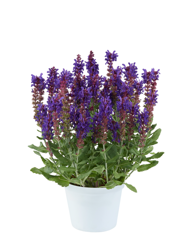 Šalvěj nádherná - Menkar Dark Blue