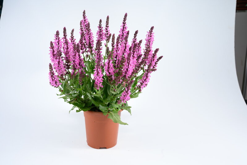 Šalvěj nádherná - Menkar Rose 