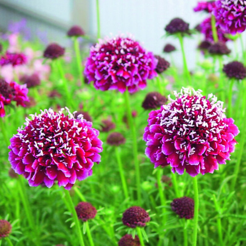 Scabiosa columbaria - Barroca 