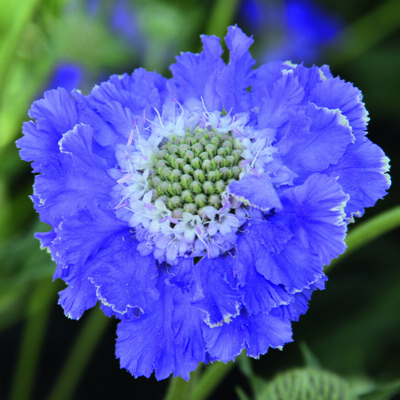Scabiosa caucasica - Fama Deep Blue