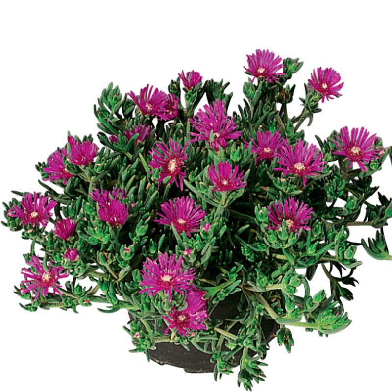 Delosperma cooperi - Delosperma Cooperi