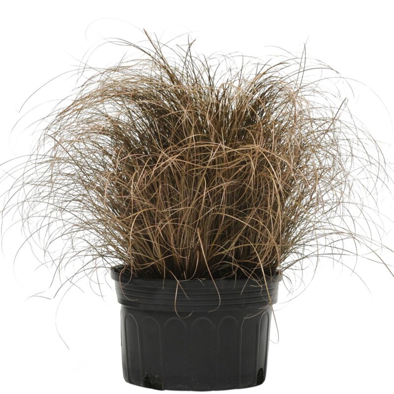 Ostřice chocholatá 'Bronze Curls'