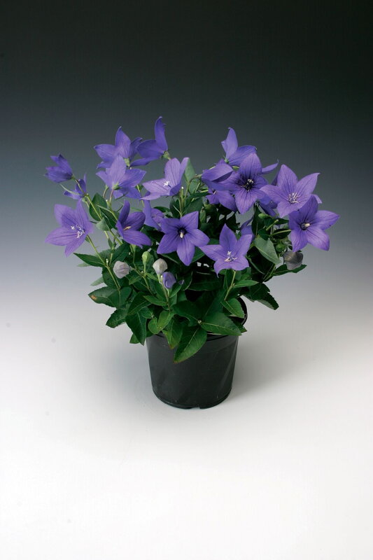 Platykodon(Boubelka) velkokvětý `Astra Blue`