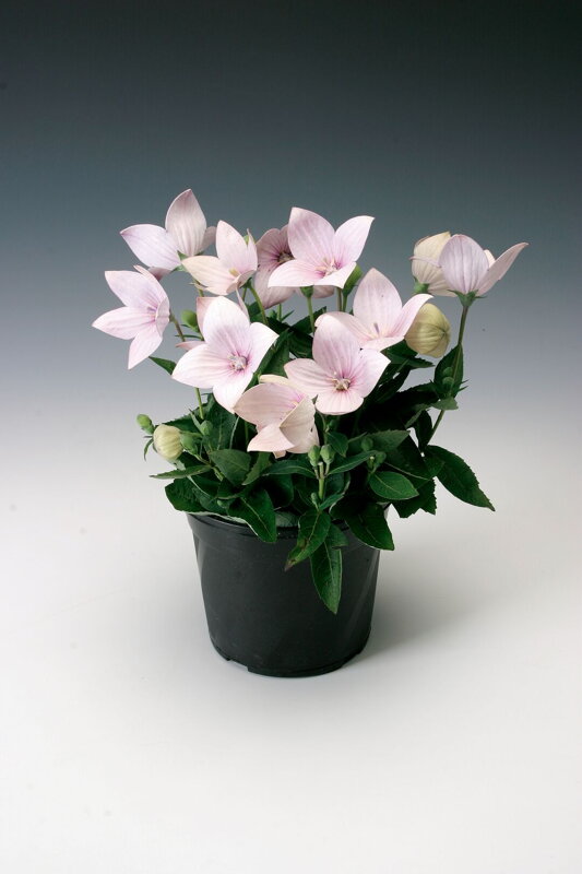 Platykodon(Boubelka) velkokvětý `Astra Rose`