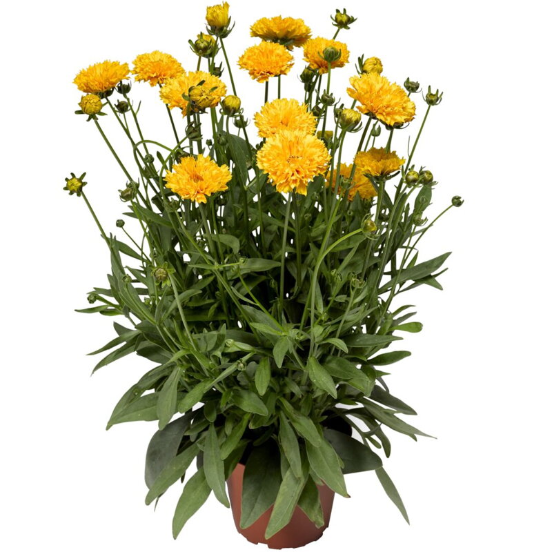 Krásnoočko velkokvěté ´Castello Pompon Yellow´