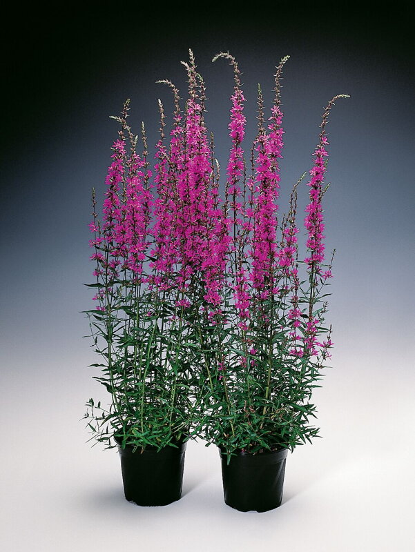 Kyprej prutnatý - `Dropmore Purple`