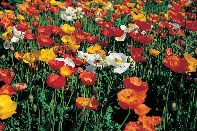 Mák islandský - Gartenzwerg