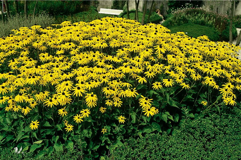 Třapatka zářivá - Goldsturm