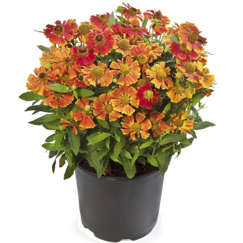 Záplevák podzimní HayDay Red Bicolor