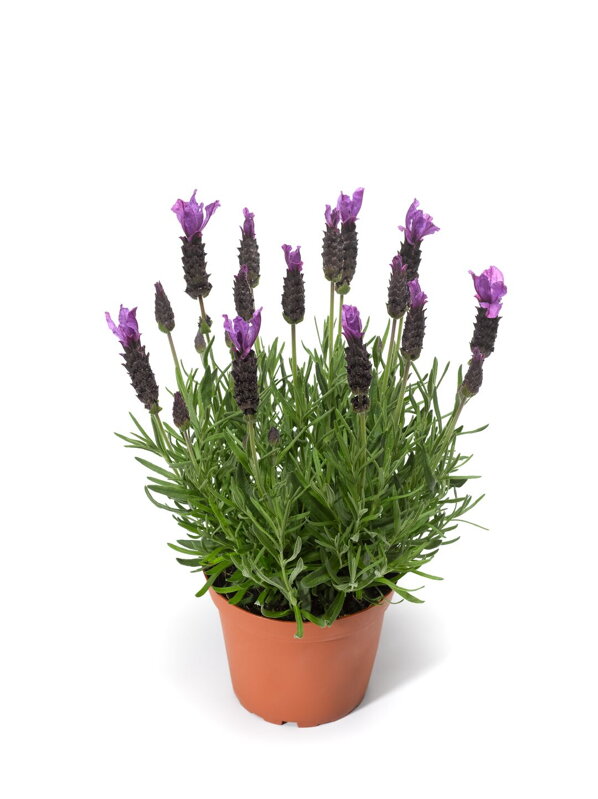 Levandule korunkatá - Javelin Forte Purple