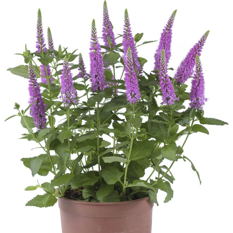 Rozrazil klasnatý - `Ronica Fuchsia`