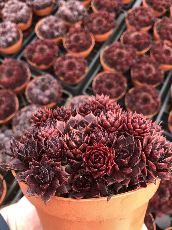 Sempervivum arachnoideum L. - Colorockz® Blushing Garnet