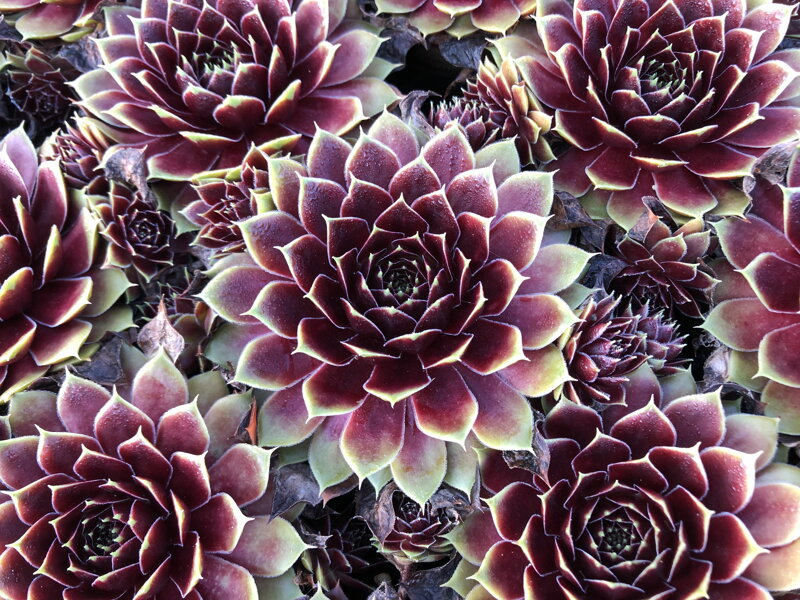 Sempervivum arachnoideum L. - Colorockz® Coconut Crystal 