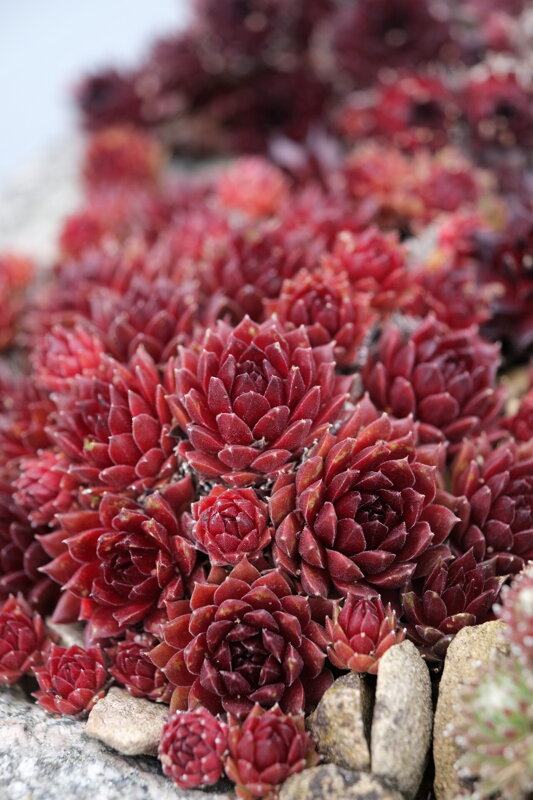 Sempervivum arachnoideum L. - Colorockz® Coral Red 