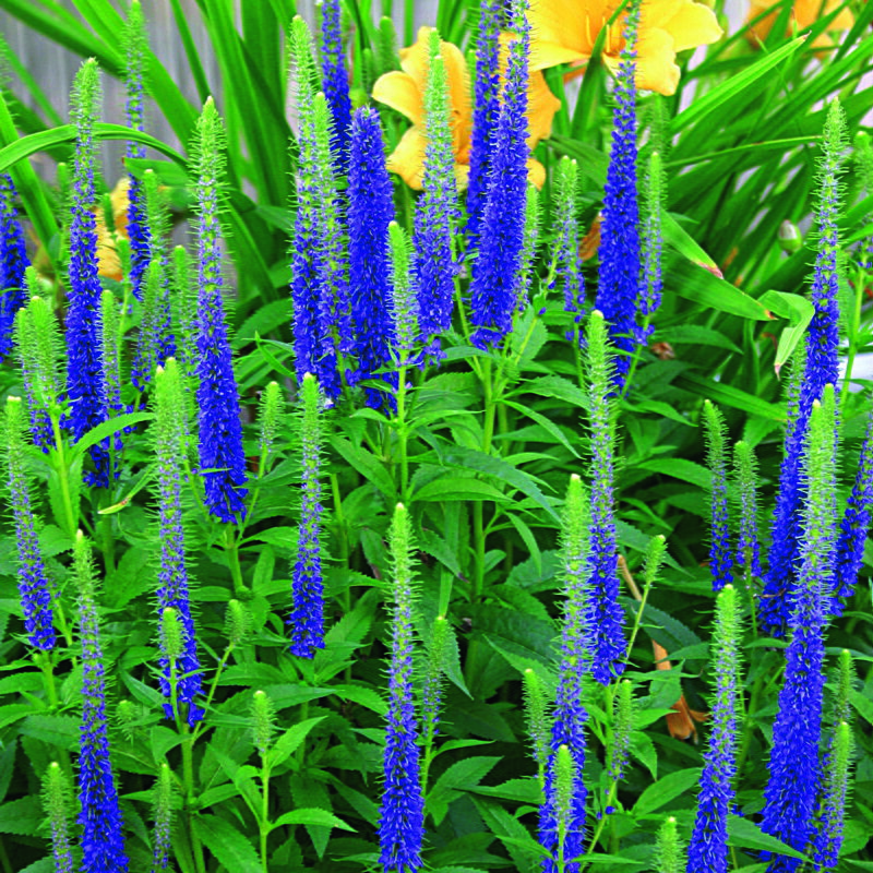 Rozrazil klasnatý - Candles Royal