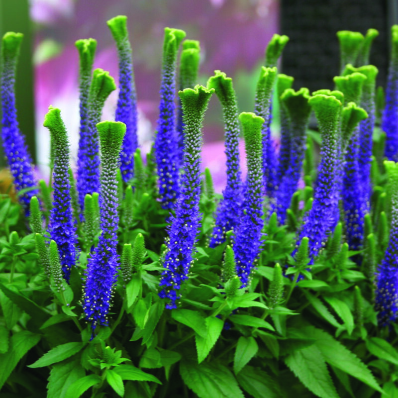 Rozrazil klasnatý - Christa