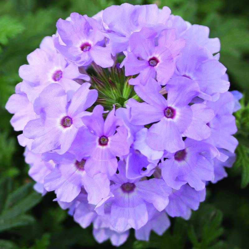Verbena x peruviana - Vectura® Lavender