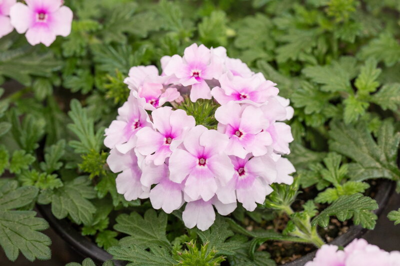 Verbena x peruviana - Vectura® Soft Pink Eye