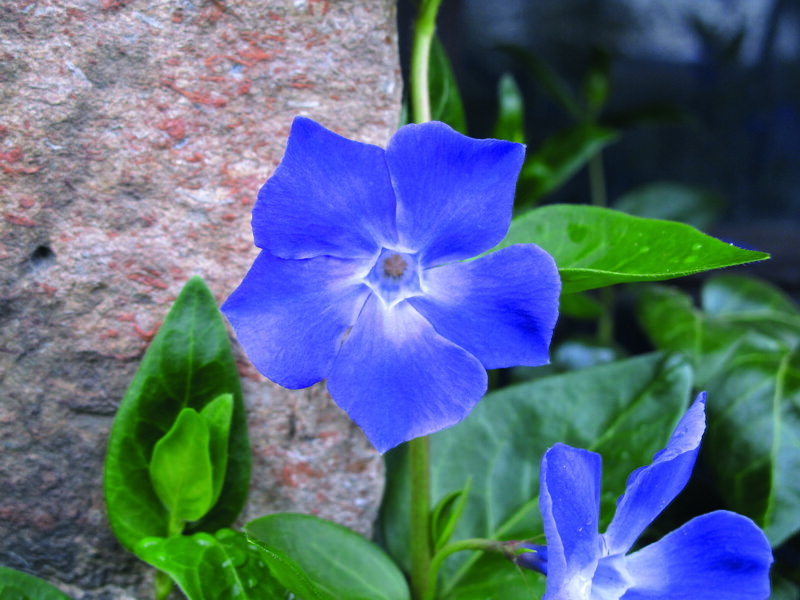 Barvínek menší - Bowles