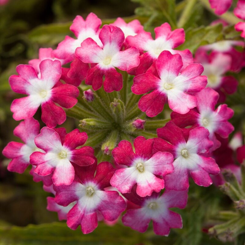 Verbena hybrida - Obsession Twister Red