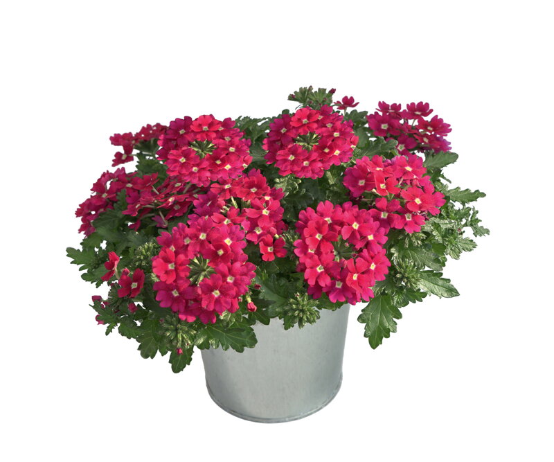 Verbena cultivars - Drums® Cherry 